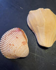 Shell Trinket Dish "Scuba Diving"