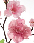 Dark Pink Japanese Cherry Blossoms