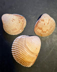 Shell Trinket Dish "Persian Afternoon"