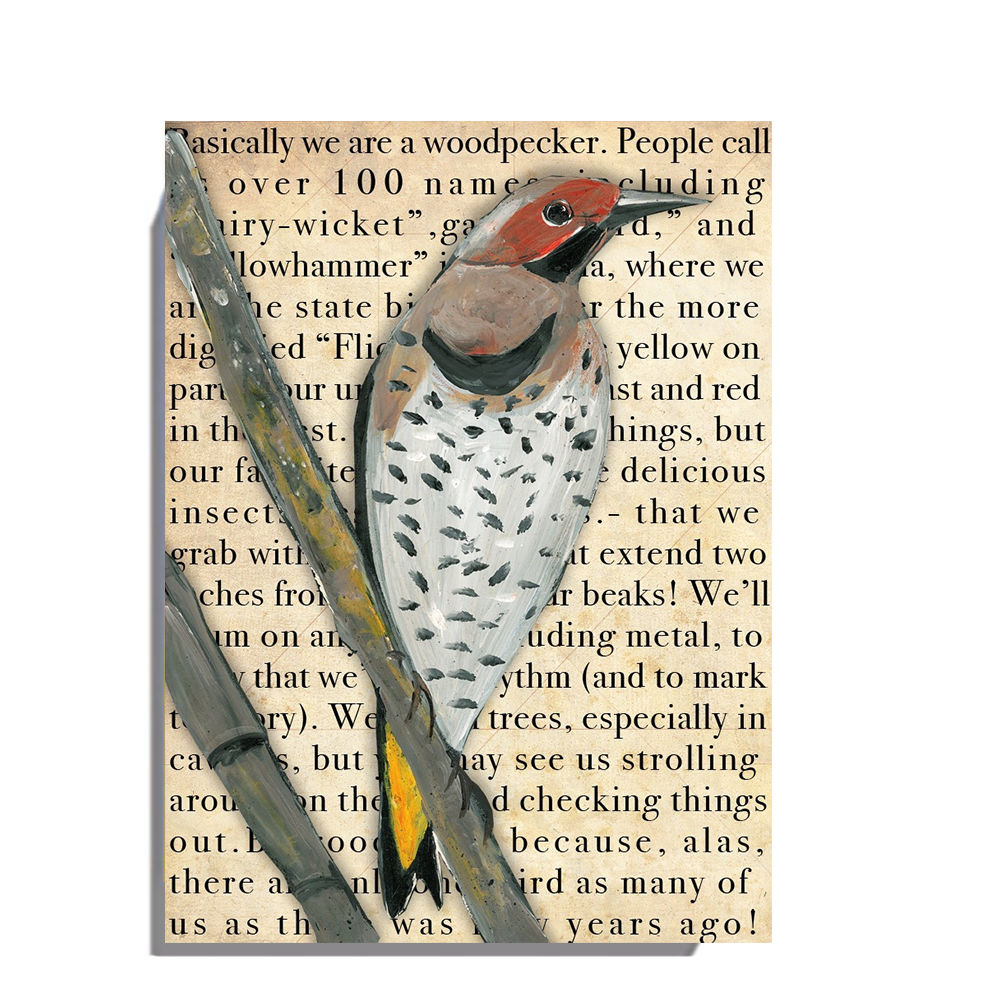Gallery Grand - Birds Talk! Series - Northern Flicker