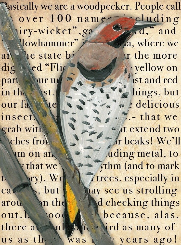 Gallery Grand - Birds Talk! Series - Northern Flicker