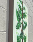 Gallery Grand - Herbs Bay Laurel