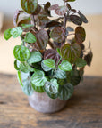 Artificial Begonia Plant with Cement Pot