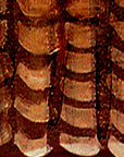Gallery Grand - February - Nature Series