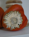 Concrete Love Heart with Petrified White Strawflower