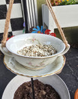 Bowl & Saucer Bird Feeder