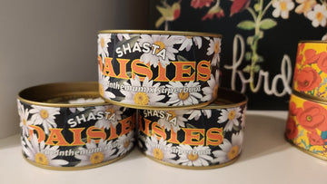 Shasta Daisy | Flower Seed Grow Kit