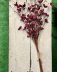 Purple Butterfly Flower Stalk